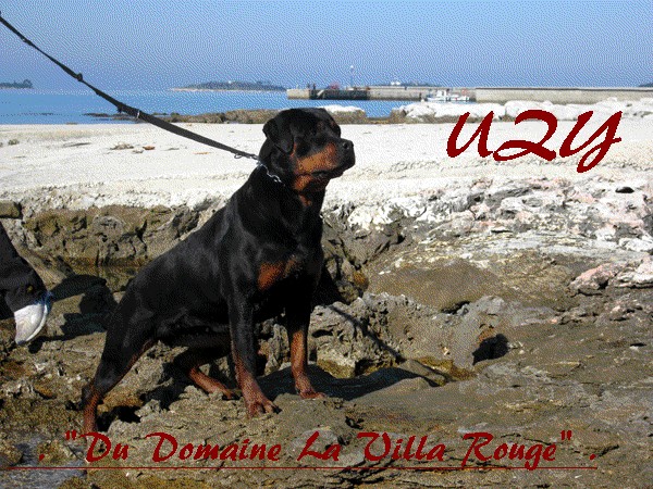 CH. Uzy Of little crazy crew