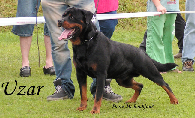 CH. Uzar Of little crazy crew